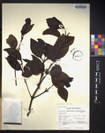 Phoradendron grisebachianum
