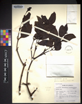 Phoradendron grisebachianum