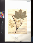 Acer platanoidesvar.laciniatum