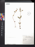 Calceolaria chelidonioides