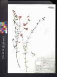Agalinis purpurea