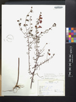 Agalinis purpurea