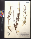 Verbena angustifolia