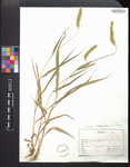 Pennisetum glaucum