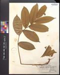 Maianthemum racemosum