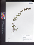Aureolaria laevigata